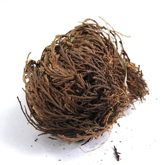 Rose of Jericho