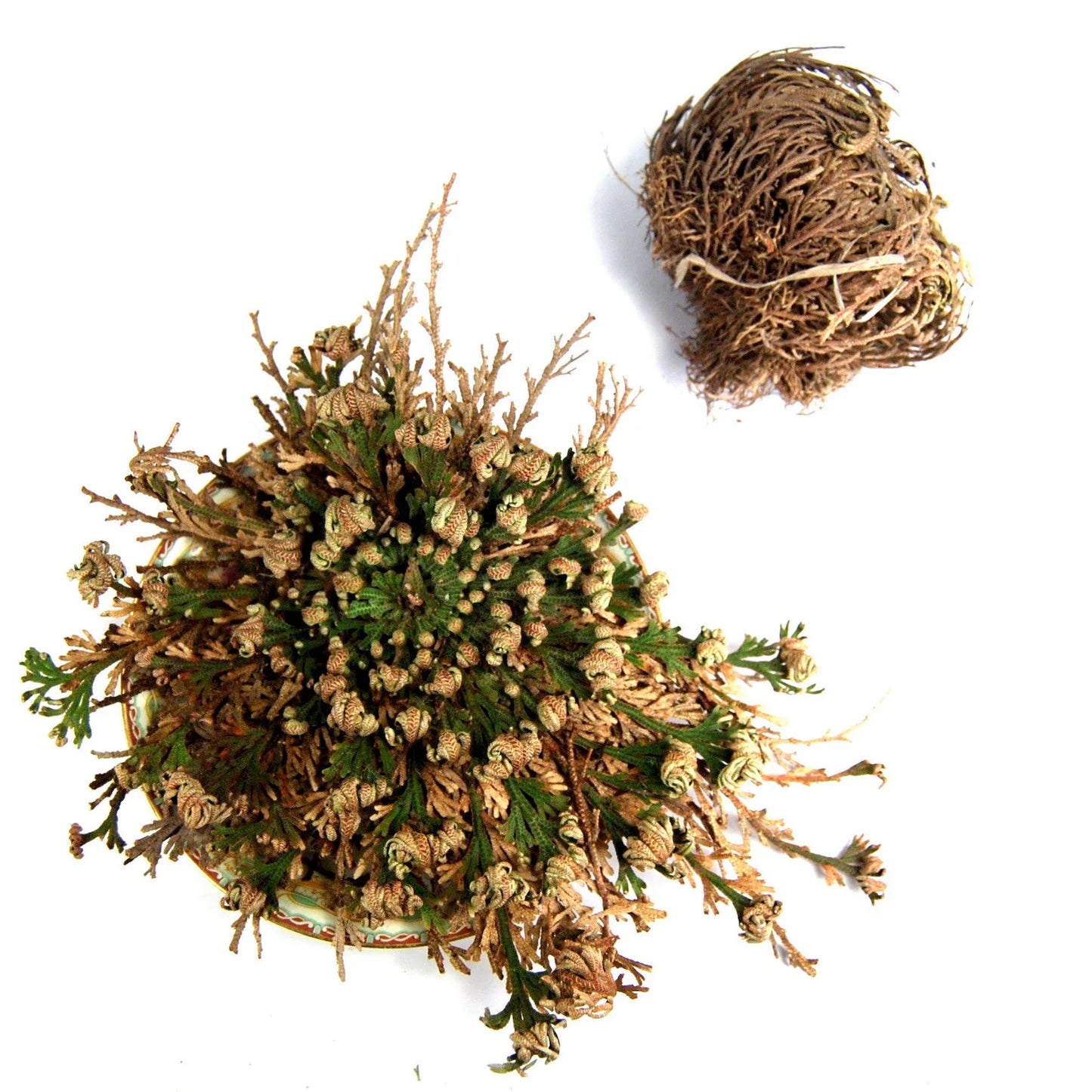 Rose of Jericho